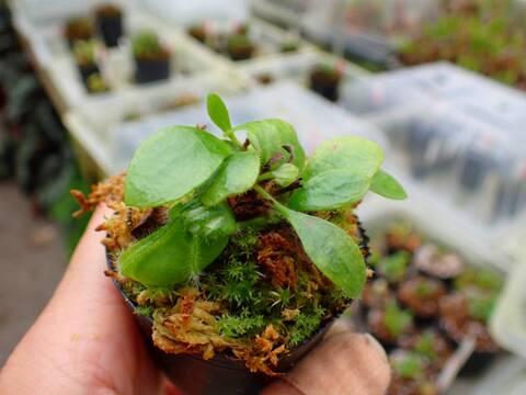 P164 1-1 Cephalotus follicularis [seedling of Hummer's Giant} [BCP ID# 981, 1296] BCP