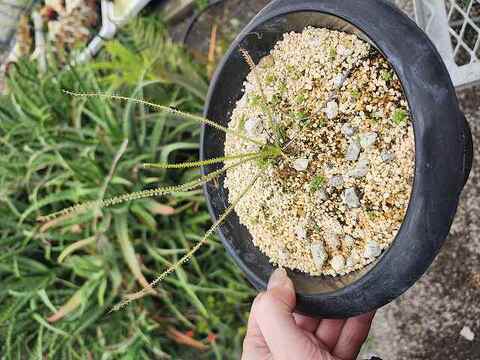 Drosophyllum lusitanicum（ドロソフィルム）の商品一覧 | Y's