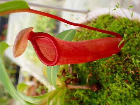 商品一覧 - Y's Exotics （山田食虫植物農園）