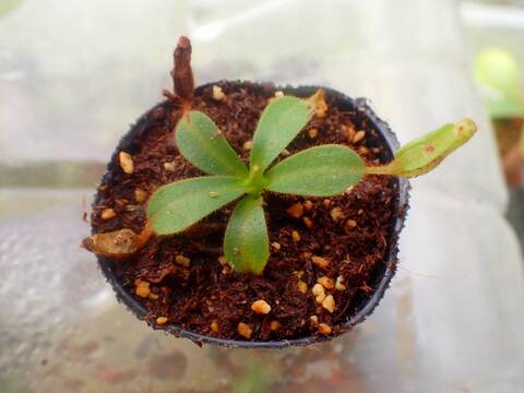 壺　実 商品一覧 - Y's Exotics （山田食虫植物農園）