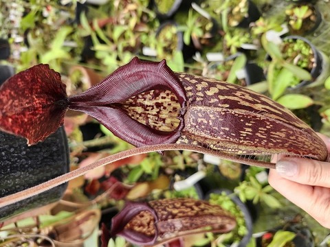 Y's Exotics （山田食虫植物農園）
