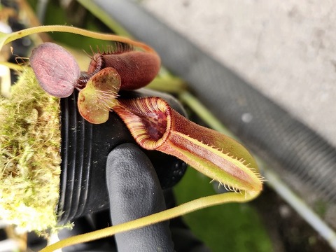 商品一覧 - Y's Exotics （山田食虫植物農園）