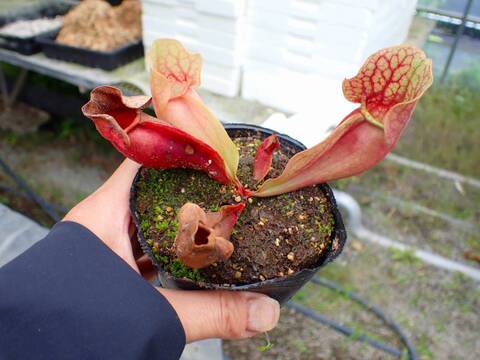 Y's Exotics （山田食虫植物農園）