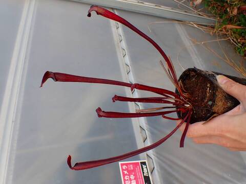 商品一覧 - Y's Exotics （山田食虫植物農園）