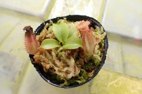 teatネペン Nepenthes（ネペンテス/ウツボカズラ）の商品一覧 | Y's Exotics