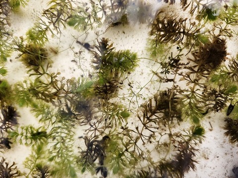 Y386 1-2 Aldrovanda vesiculosa 京都巨椋池系統