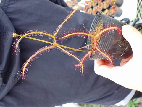 E127 4-1 D. binata var. mulrifida f. extreme (Stradbroke Island) OZ