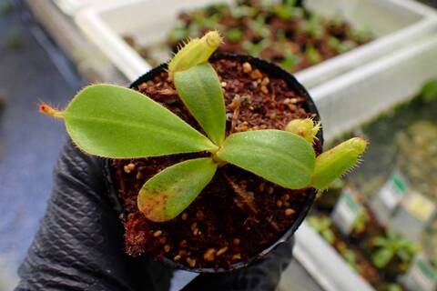 R280 5-1 [YA-62] N. veitchii `Akazukin' x veitchii (Bario stripe) Y's Lab