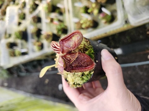 商品一覧 - Y's Exotics （山田食虫植物農園）