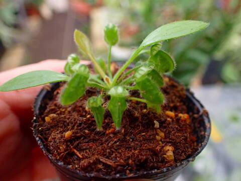 商品一覧 - Y's Exotics （山田食虫植物農園）