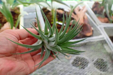 G155 3-1 T. ionantha huamelula