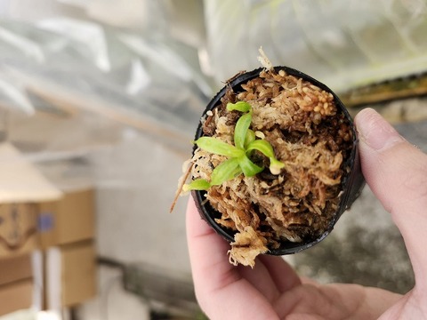 商品一覧 - Y's Exotics （山田食虫植物農園）