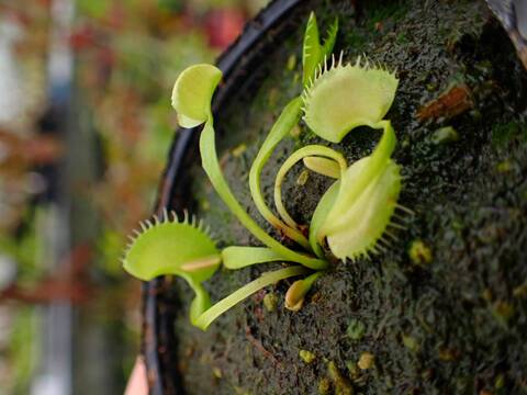 Y287 5-1 #BBB Dionaea muscipula "GJ Bloody Nurse"  Cedric