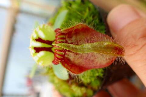 Cephalotus follicularis （セファロタス/フクロノユキノシタ