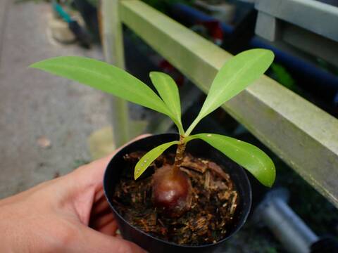 P420 3-1 Myr. tuberosa CK