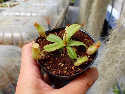 商品一覧 - Y's Exotics （山田食虫植物農園）