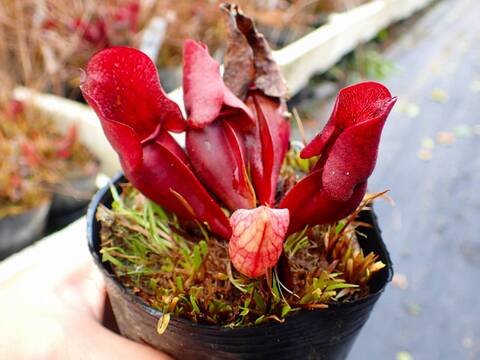 オアハカ　極美　強刺 瞬鋭開発の四方山(よもやま)話】 | 宮澤幸則