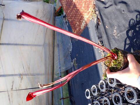 商品一覧 - Y's Exotics （山田食虫植物農園）