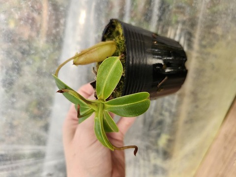 E579 1-4 N. ventricosa x xharryana konan 