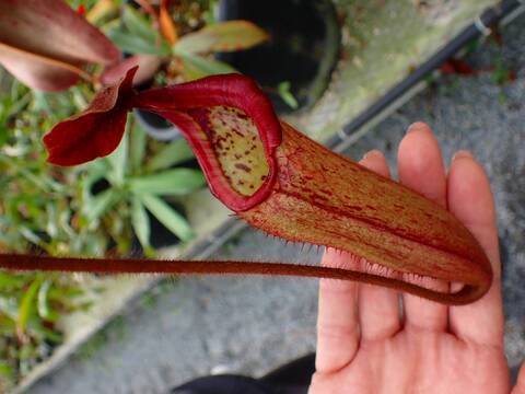 E141 5-2 #BBB N. truncata x peltata `Red Phantom' Y's