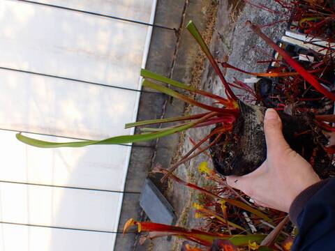 商品一覧 - Y's Exotics （山田食虫植物農園）