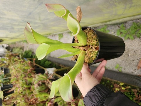 ヘリアンフォラ シリアタ heliamphora 食虫植物 PLANCHU 食虫植物