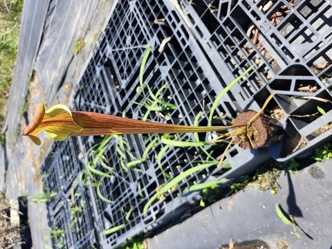 商品一覧 - Y's Exotics （山田食虫植物農園）