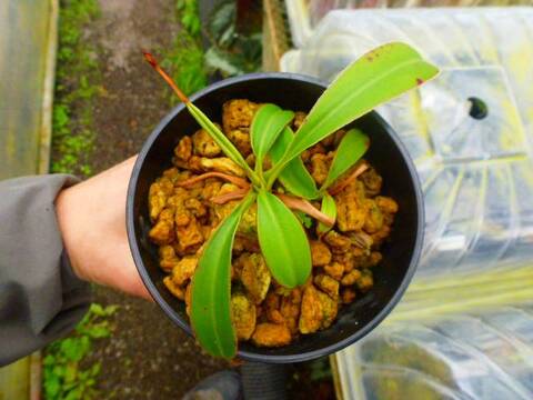 商品一覧 | Y's Exotics （山田食虫植物農園）