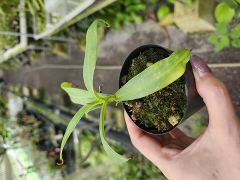 商品一覧 | Y's Exotics （山田食虫植物農園）