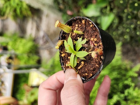 商品一覧 - Y's Exotics （山田食虫植物農園）