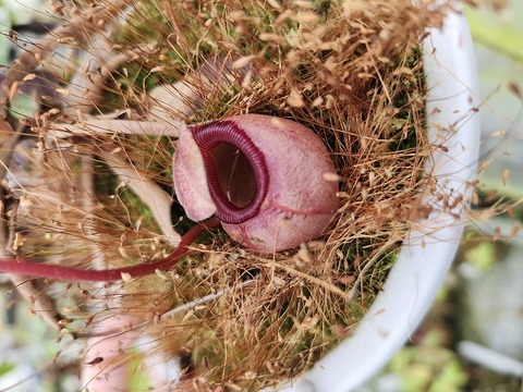 商品一覧 - Y's Exotics （山田食虫植物農園）