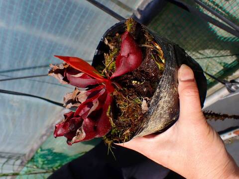 R122 S. purpurea ssp. venosa (伊勢花菖蒲園選別丸形株 No.80) MS