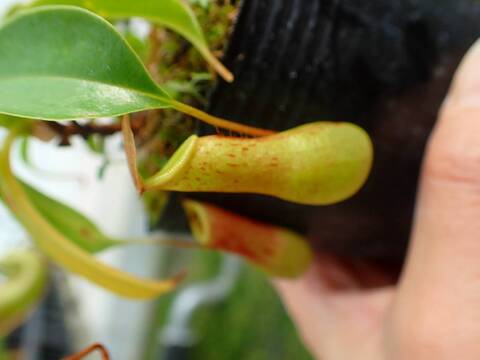 P944 4-2 #BBB N. vantlata