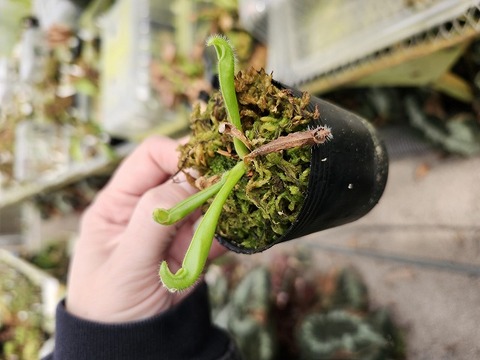 ヘリアンフォラ3点セット みょん ヘリアンフォラ3点セット みょん様専用 【公式通販】