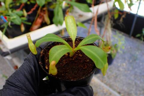 R397 5-1 [YA-170] N. clipeata Nep Gardner Y's Lab