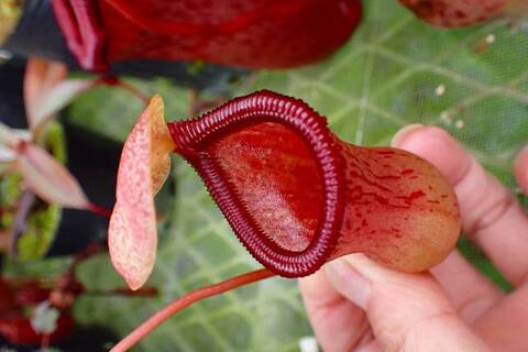 ゆうゆうネペンテス・ミランダ ゆうゆうネペンテス・ミランダ Nepenthes（ネペンテス