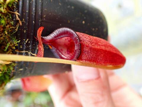 商品一覧 - Y's Exotics （山田食虫植物農園）