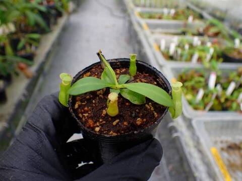 G092 5-1 N. bicalcarata Y's Lab