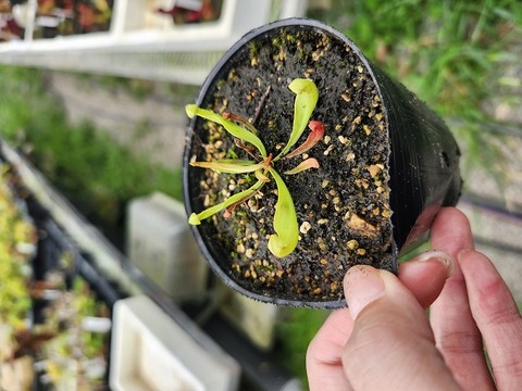 E220 4-1 S. purpurea ssp. venosa var. burkii " Chipola Giant" CK