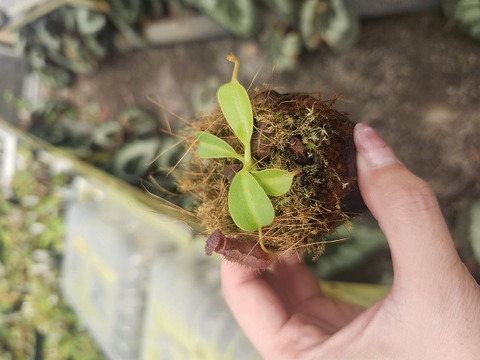 R467 1-4 N. (truncata x peltata) x lowii #NNN 