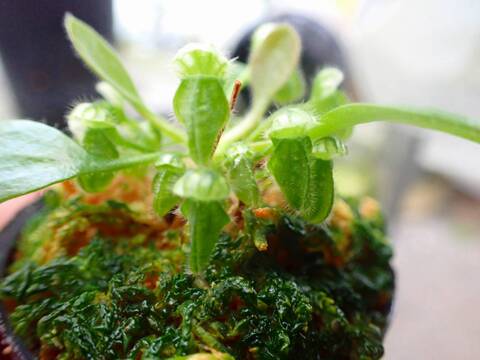 商品一覧 - Y's Exotics （山田食虫植物農園）