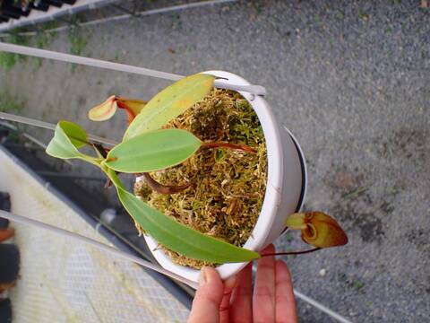 商品一覧 - Y's Exotics （山田食虫植物農園）