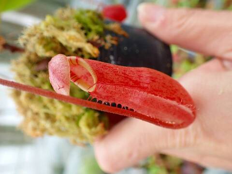 商品一覧 - Y's Exotics （山田食虫植物農園）