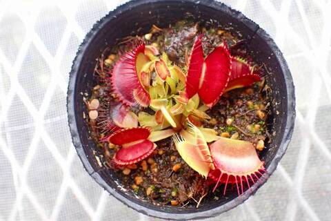 才蔵　ハエトリソウ Dionaea muscipula（ディオネア/ハエトリソウ）の商品一覧