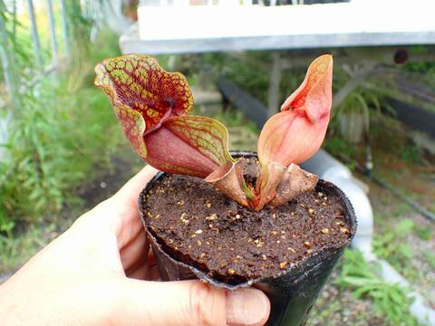 sarara　804045アカシア 商品一覧 - Y's Exotics （山田食虫植物農園）