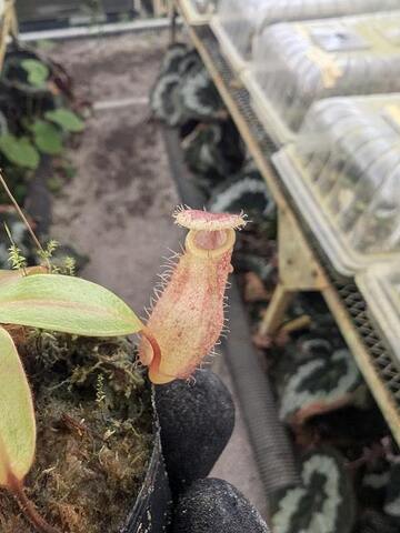 Nepenthes（ネペンテス/ウツボカズラ）の商品一覧 | Y's Exotics （山田食虫植物農園）