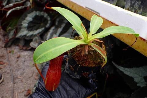 Y's Exotics （山田食虫植物農園）