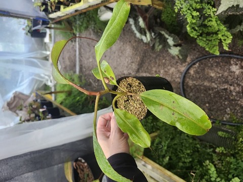 商品一覧 - Y's Exotics （山田食虫植物農園）