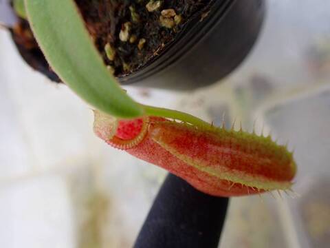 G806 5-1  [YA-14] N. sp. aff. bongso (from G. Gadut, seed-grown) Y's Lab
