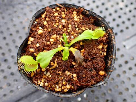 商品一覧 - Y's Exotics （山田食虫植物農園）